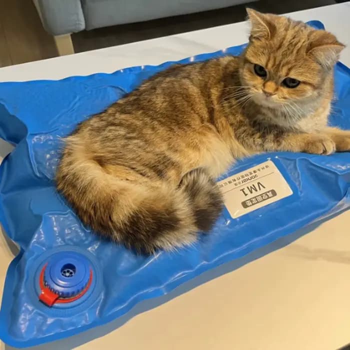 Accessoires chirurgicaux pour animaux, tapis de positionnement sous vide pour animaux de compagnie, petit tapis d'examen vétérinaire, salle de soins pour animaux de compagnie