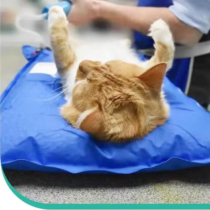 Accessoires chirurgicaux pour animaux, tapis de positionnement sous vide pour animaux de compagnie, petit tapis d'examen vétérinaire, salle de soins pour animaux de compagnie