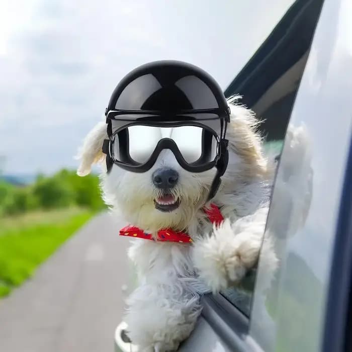 Ensemble de lunettes de soleil et de casque pour animaux de compagnie, protection contre la poussière, le vent et les UV, casque de moto réglable pour chien